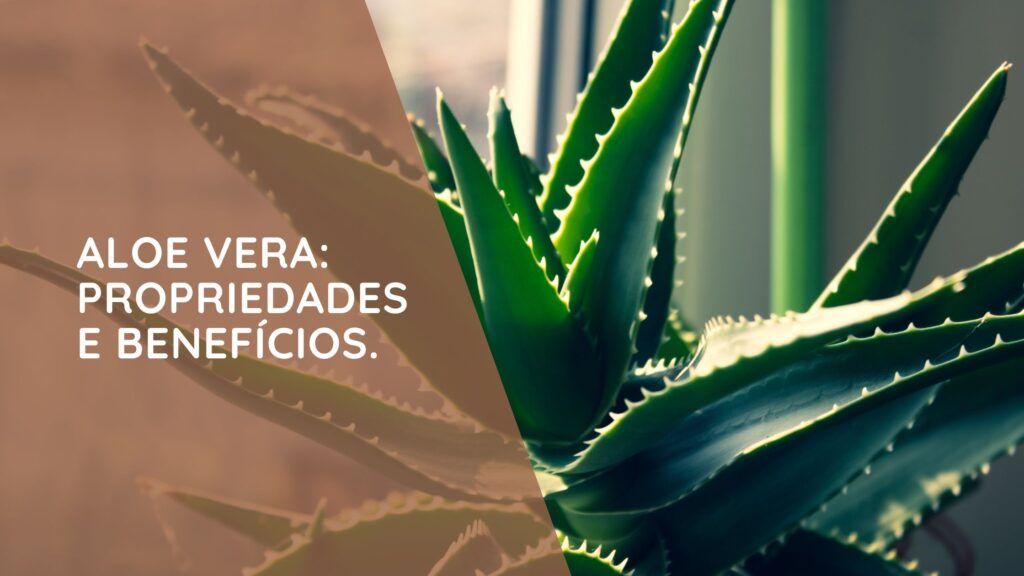 Aloe Vera: propriedades e benefícios.